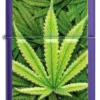 Diseño de cannabis Diseño de cannabis